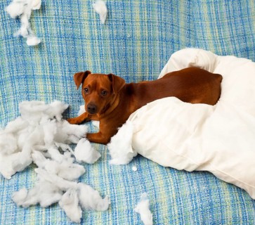 Naughty playful puppy dog after biting a pillow tired of hard work