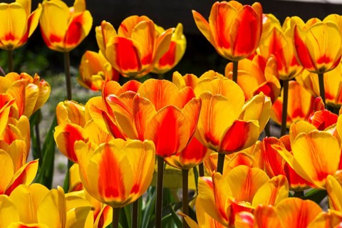 Tulipa of the Hotpants species on a flowerbed