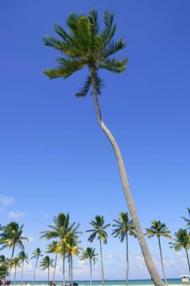 Fort Lauderdale Florida tropical beach with palm trees over blue sky