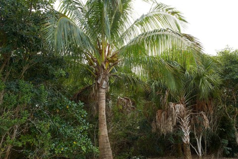 Florida Sanibel and Captiva island coconut palm trees in US