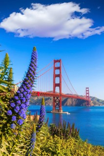 Golden Gate Bridge San Francisco purple flowers Echium candicans in California
