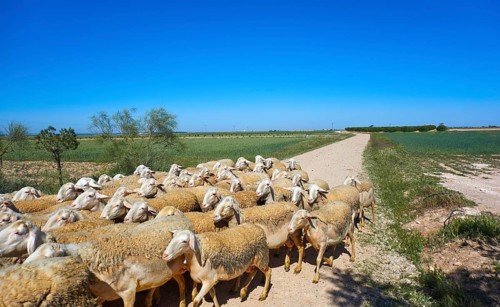 Sheeps flock in Castile La Mancha of Spain Albacete