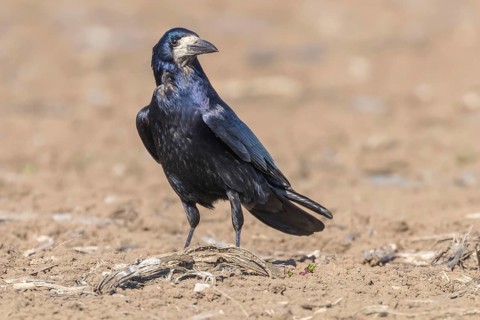Rook on the field (Corvus frugilegus)