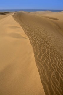 Desert dunes sand in Maspalomas Oasis Gran Canaria at Canary islands