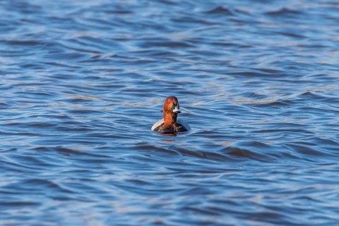 Common Pochard male swimming in the lake (Aythya ferina)