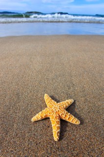Starfish on the beach