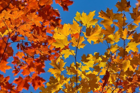 Autumn leaves (Acer), in warm yellow and orange tones against a clear blue sky, autumn, Ontario,