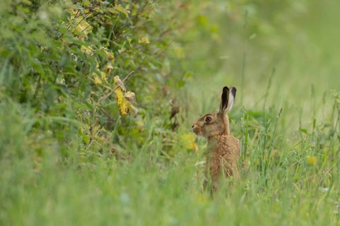 Brown hare (Lepus europaeus) adult animal in grassland next to a hedgerow, Norfolk, England United