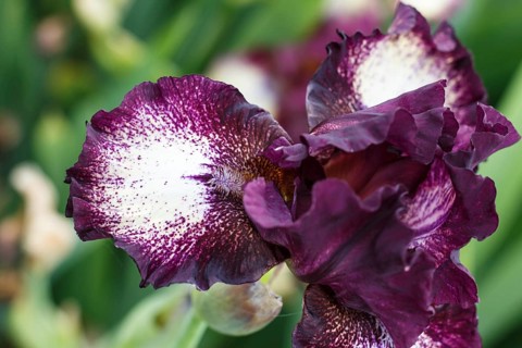 Beautiful multicolored iris flower bloom in the garden. Close up, fragility and summer concept