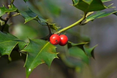 Holly (Ilex aquifolium), February, Germany, Europe
