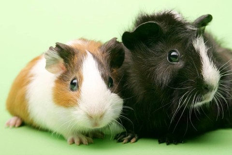 Two guinea pigs, rodent, guinea pig, studio