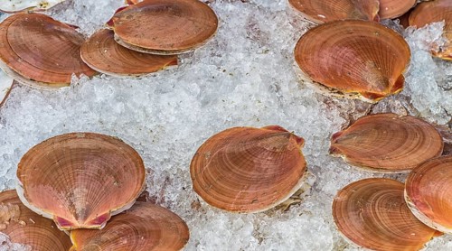 Fresh clams with brown shells on the ice