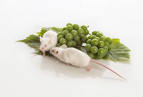 Two small white mice with bunches of green grapes on a white background