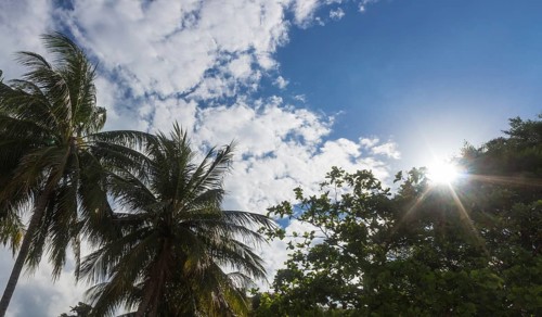 Palm trees and sun on a background of blue sky