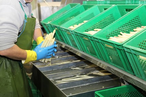 Agriculture asparagus washing and sorting with washing machine and sorting machine on a farm in