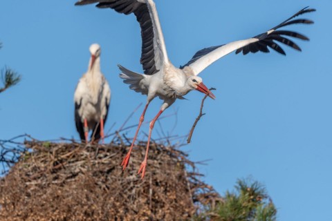 Pair of white stork (ciconia ciconia) building their nest in spring. Bas Rhin, Alsace, France,