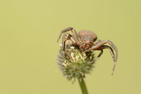 Crab spider (Xysticus spec.), Provence, Southern France
