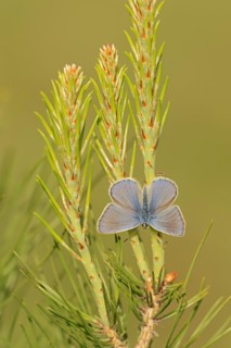 Common blue butterfly (Polyommatus icarus), male, Provence, southern France