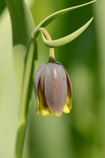 Turkish checkerboard flower or Michailovsky's fritillary (Fritillaria michailovskyi), flower,