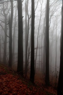Beech woodland obscured by low cloud fog, Shipka Pass, Bulgaria, eastern Europe, Europe