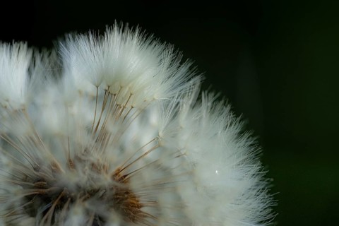 Common dandelion (Taraxacum) in detail, Mindelheim, Bavaria, Germany, Europe