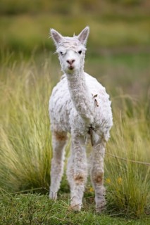 Alpaca (Vicugna pacos), young animal, in the Reserva Nacional de Salinas y Aguada Blanca, Province