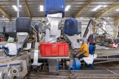 KAJU, cashew factory. Employees picking out the whole nuts from the shells on a conveyor belt,