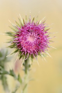 Musk thistle (Carduus nutans), flower, North Rhine-Westphalia, Germany, Europe