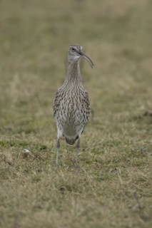 Eurasian curlew (Numenius arquata) adult bird calling on grassland, England, United Kingdom, Europe
