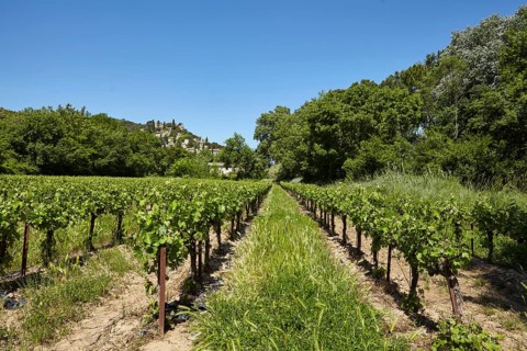 Field with grape vines (Vitis vinifera) and the commune of La Roque-sur-Cèze built on a hill, Gard