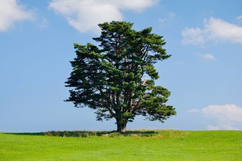 Old pine tree in Oberägeri, Canton Zug, Switzerland, Europe