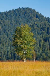 Birches in the Rothenthurm raised bog, Canton Schwyz, Switzerland, Europe