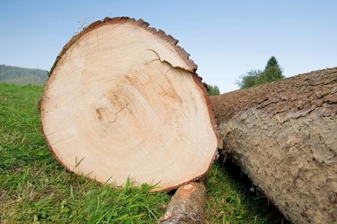 Freshly felled tree trunk of a large pine tree, Switzerland, Europe
