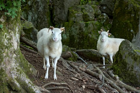 Sheep, white Domestic sheep (Ovis gmelini aries) with horn on volcanic basalt rocks, basanite,