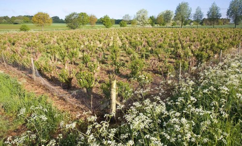 Set bed of cricket bat willow, Salix Alba Caerulea, which produces cuttings for new trees, near