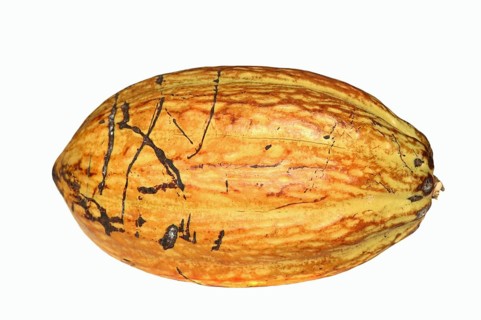 Cocoa tree (Theobroma cacao), ripe cocoa fruit