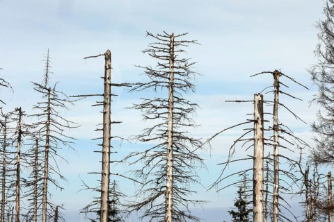 Dead spruce trees, due to infestation by bark beetles, Oderbrück, 19/07/2020