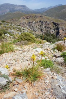 Yellow flowers in the foreground with a view of a mountainous landscape under a clear sky, Yellow