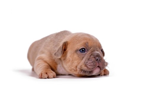 Red fawn colored French Bulldog dog puppy on white background