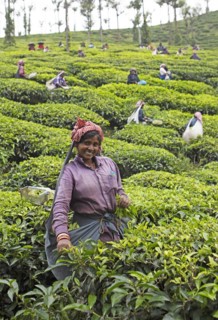 Indian tea picker on a tea plantation, Thekkady, Kerala, India, Asia