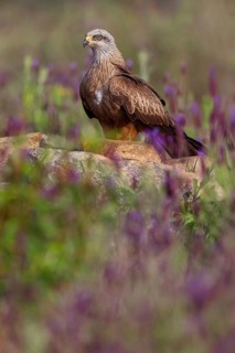Black kite (Milvus migrans), flight photo, perch, Hides De Calera / Steppe Raptors, Nussloch,