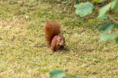 Eurasian squirrel (Sciurus vulgaris) eating a hazelnut, hazel (Corylus avellana), in a meadow under