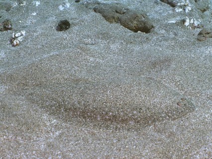 Sand tongue (Pegusa lascaris) camouflaged in the sandy seabed. Dive site El Cabron marine reserve,