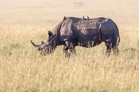 Black rhinoceros (Diceros bicornis) walking on a grass savanna with Yellow-billed oxpecker