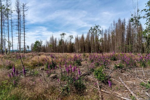 Cleared forest in the Eggegebirge, near Lichtenau, Paderborn district, site of a spruce forest that