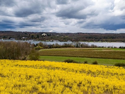 Flowering forsythia bushes, cultivation of a tree nursery, in Essen Fischlaken, in spring, March,