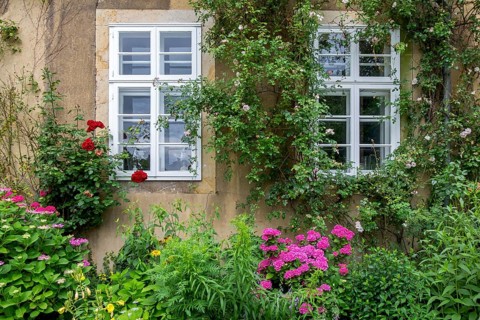 House wall with white windows, surrounded by lush vegetation and colourful flowers, including
