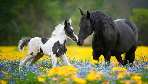 A black stallion and a foal, studio, AI generated