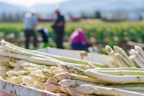 Box with white asparagus vegetables with blurry agricultural field with workers at harvest in