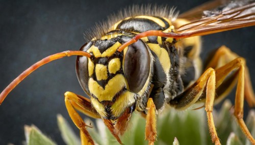 Animals, insect, symbol, close-up of a wasp, Vespula vulgaris, AI-generated, AI generated
